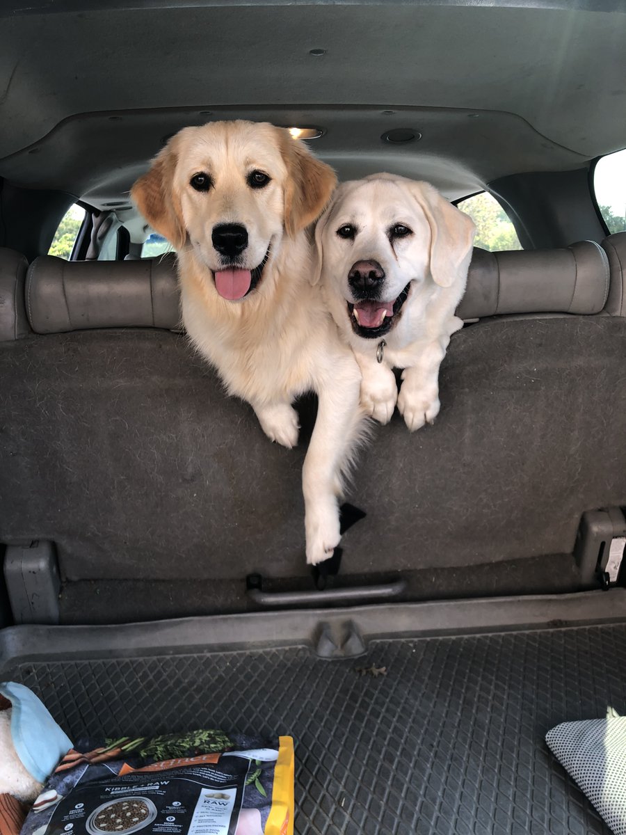 TheRealDogBlogx's tweet image. When it comes to dog training, it can be a fun process. Understanding how your dog thinks and what drives them is important to successfully bond with them and get them to listen. To find out how to create that connection with your dog, check out my recent blog post! Link in bio!