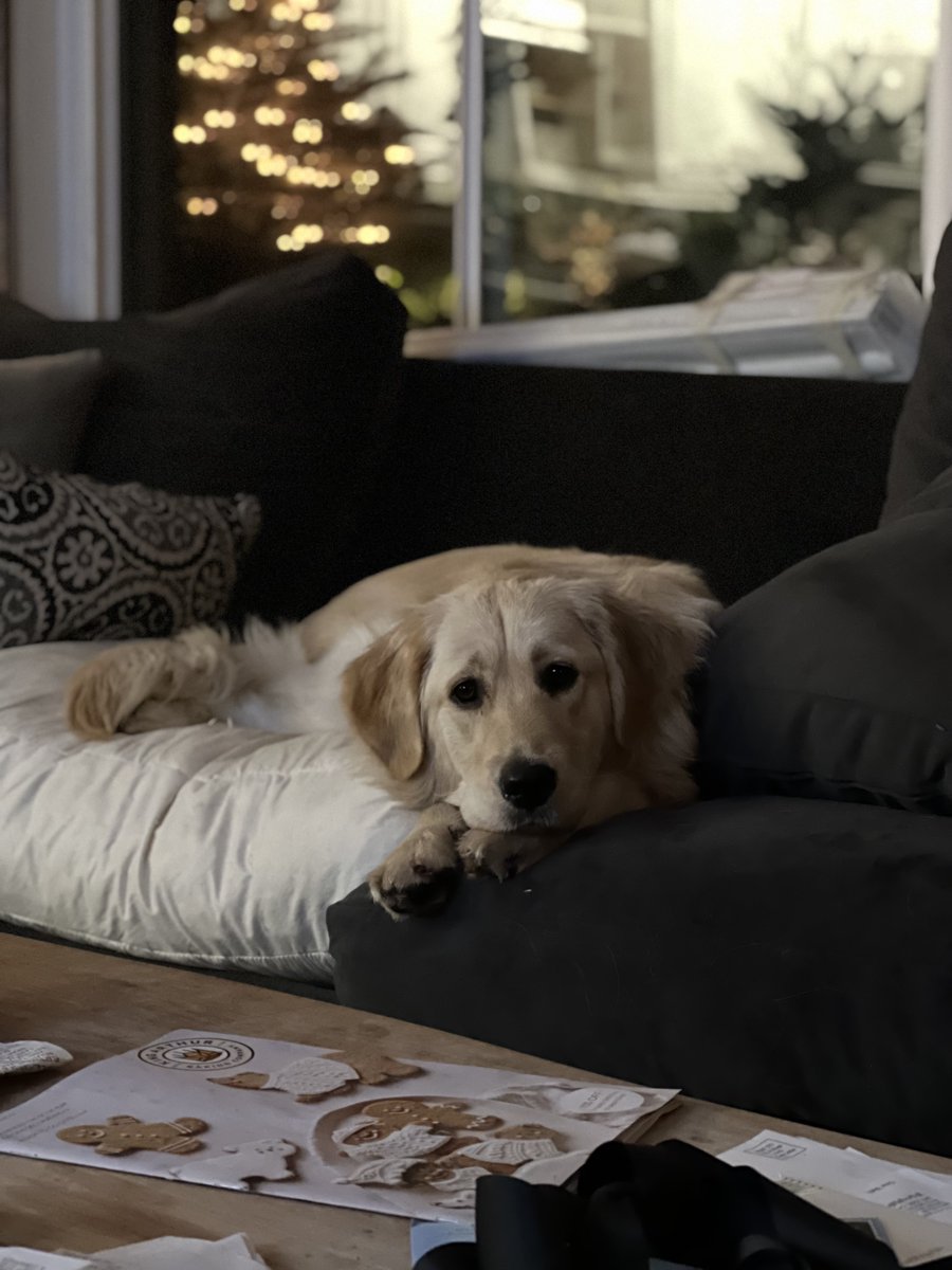 TheRealDogBlogx's tweet image. When you find an adorable dog online, it's so tempting to buy one. But if you are going to do so BE CAREFUL! There are tons of dog scams out there. Learn more about how to protect yourself in my recent blog post. Link in Bio
#Adoption #DogAdoption #BuyingDog #Dogphishing