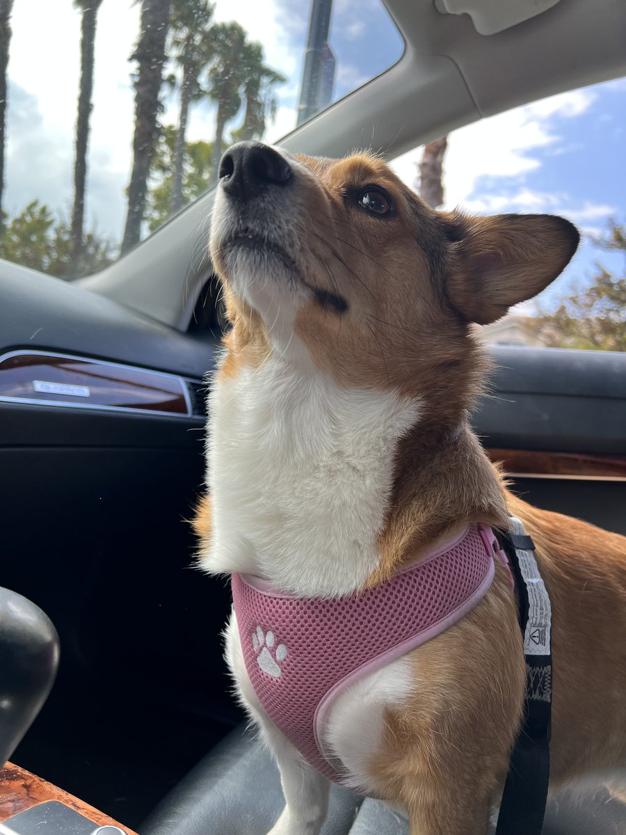 TheRealDogBlogx's tweet image. The world is full of scams, and buying a dog is no exception. Don't lose your money to scammers when finding your new best friend, check out my dog blog where you can help protect yourself online! Link in bio #Adoption #DogAdoption #BuyingDog #Dogphishing #AvoidScams