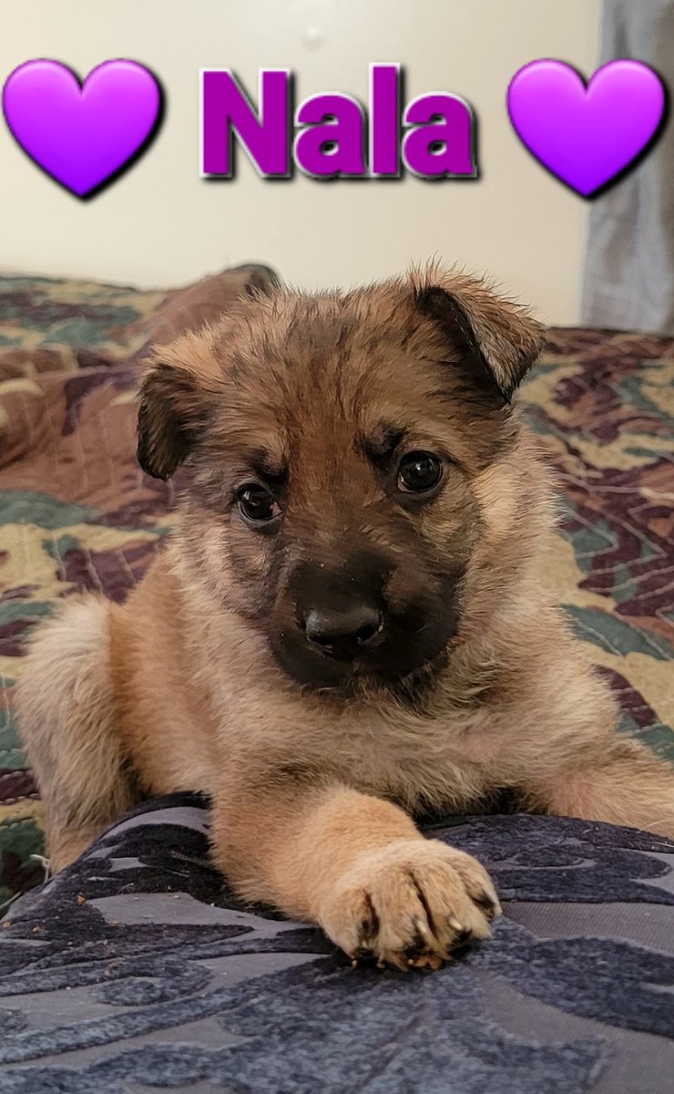 Divina_Simply's tweet photo. Meet Nala! She's a purebred AKC German Shepherd puppy. Your donation would help to support the mission of New Life Kidney Donor Assistance and give Nala a forever home! 

DM me for details on how you can donate AND give Nala a forever home! https://t.co/QPVgJKUTZN