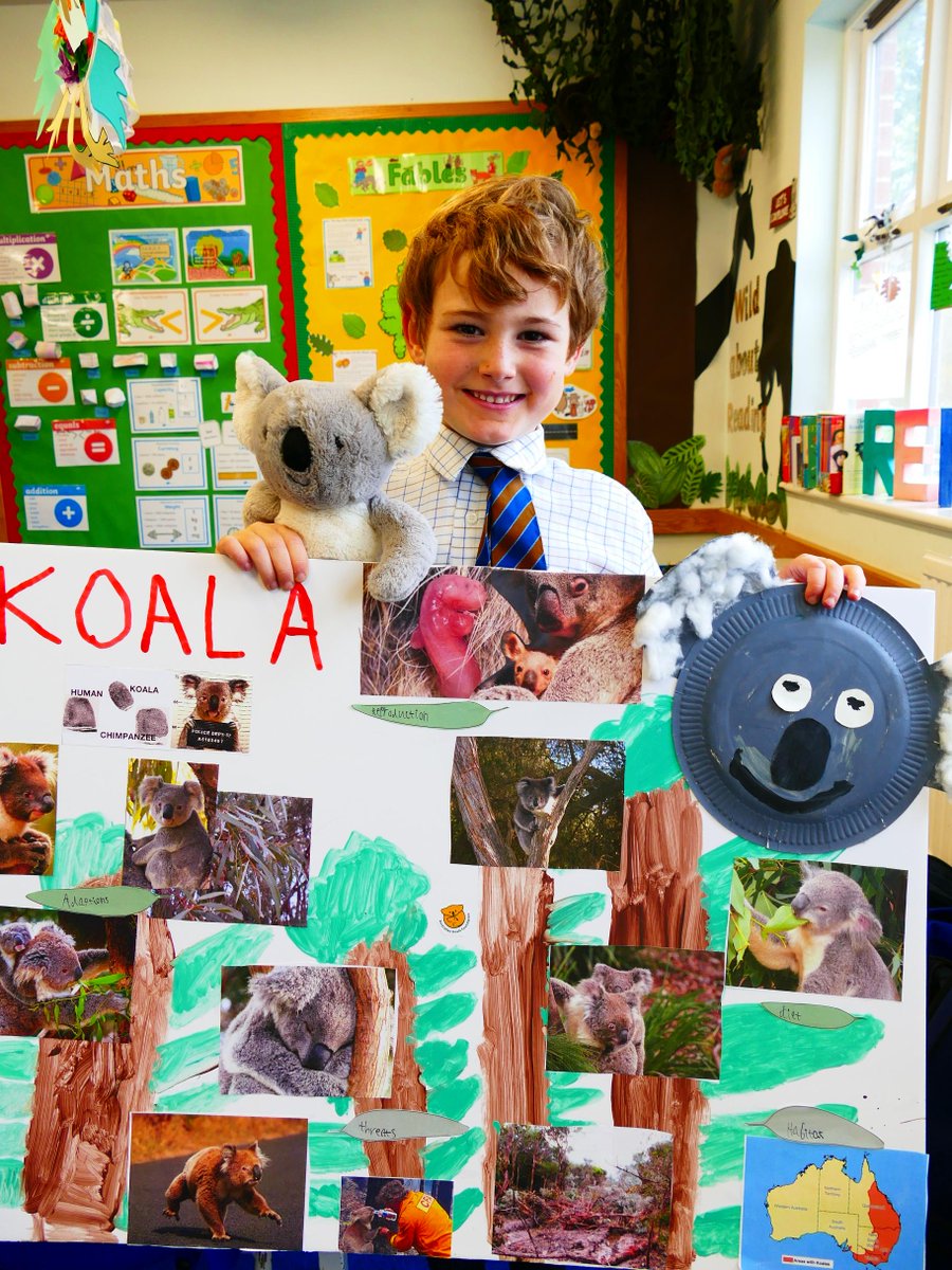 SJBWindsor's tweet photo. Well done to Hamish in Year 2, whose chosen 'Animal from around the World' was the koala. His friends learned some fascinating facts about this cute animal. Did you know that it has fingerprints that are virtually indistinguishable from ours?!
#SJBpreprep #SJBcurious #koalafacts https://t.co/6WbLTyUQ2O