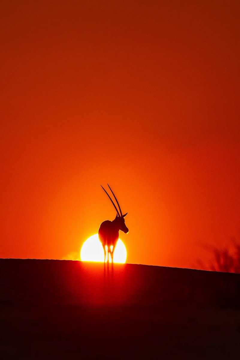 SubodhShettyyy's tweet photo. ♦️#Collected♦️

📸 @ZubairIrshad69 ✨

Having shot the Arabian Oryx myself, I admire the efforts &amp; attempts it takes to get a shot of this stature. Perfectly timed - well composed - clean edit. 

#WorthACollect

🏷 0.025 E

🧮 7/12

🔗 https://t.co/B5xOZ93xiT https://t.co/8As7LQMINr