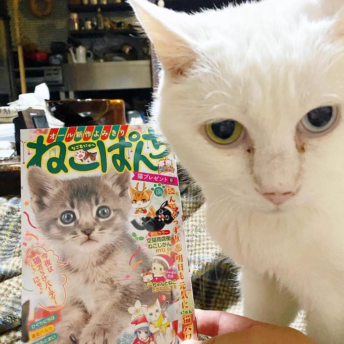 ねこぱんち猫プレゼント号、発売しております。今回は誰かの誕生日。よろしくお願いいたします〜以上、目ヤニ付きのイケメンからのお知らせでした。 