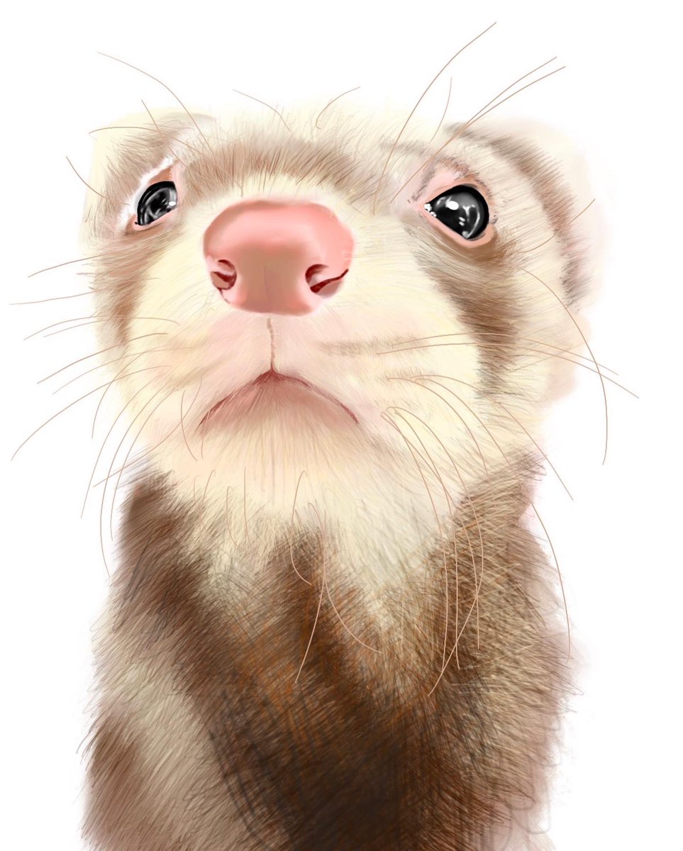 フェレット のイラスト マンガ作品 87 件 Twoucan