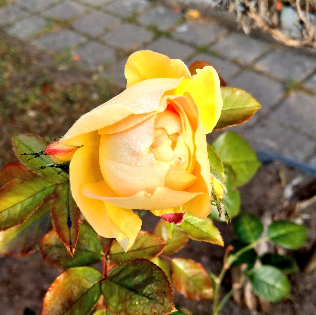 freitagsfrau's tweet photo. #NovemberRose https://t.co/TuiXD9Gk6z