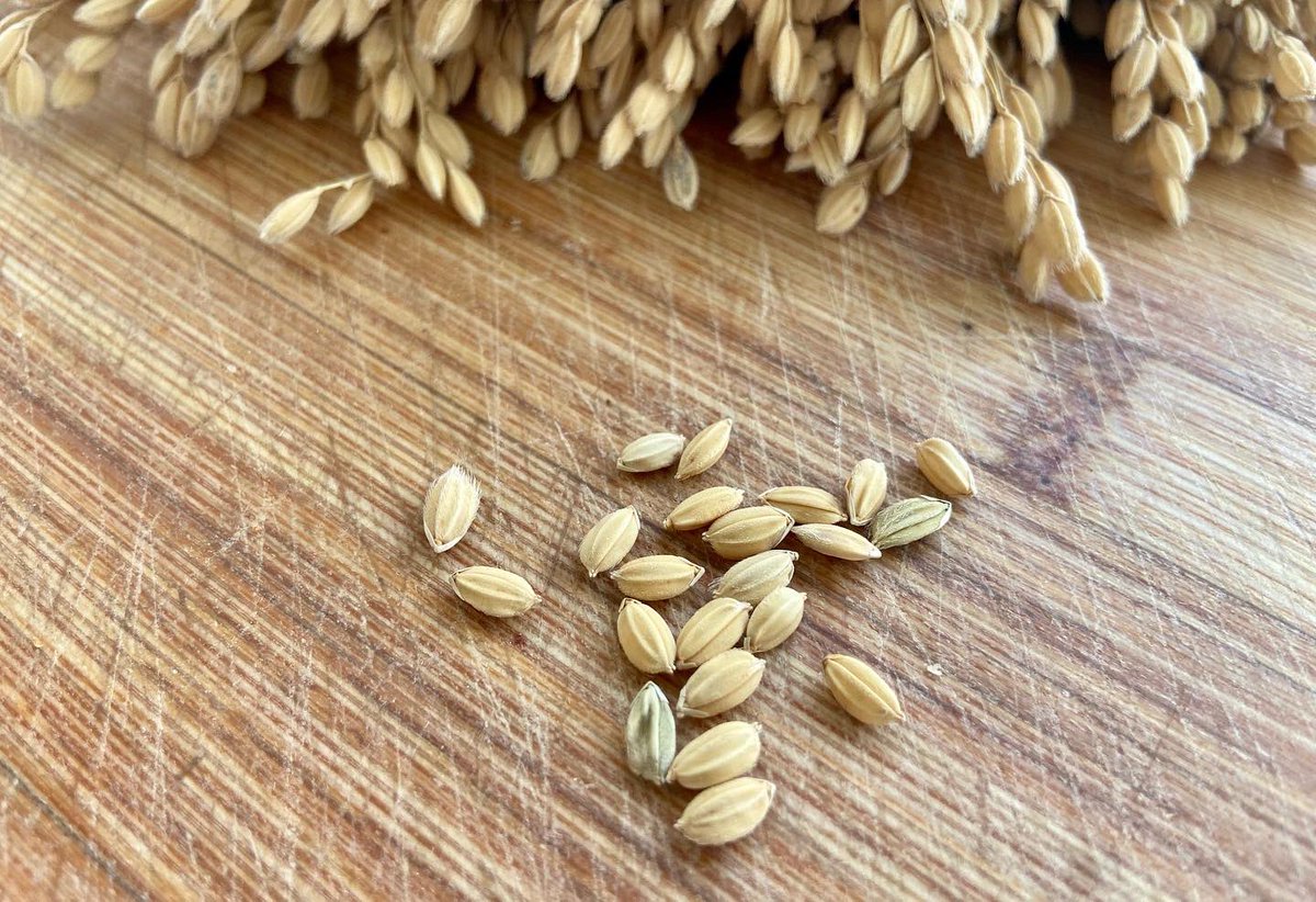 InmaLardVerd's tweet photo. Arroz de Calasparra,
‘arroz de montaña’.
#arroz #arrozbomba #arrozintegral #arrozsemiintegral
@itremurcia @1001SaboresRM @laverdad_es https://t.co/ssUXDmmcY8