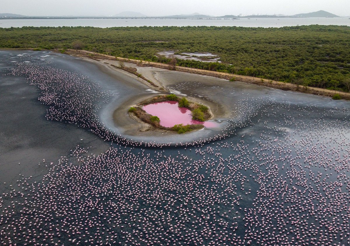 Sanctuary Asia tweet media