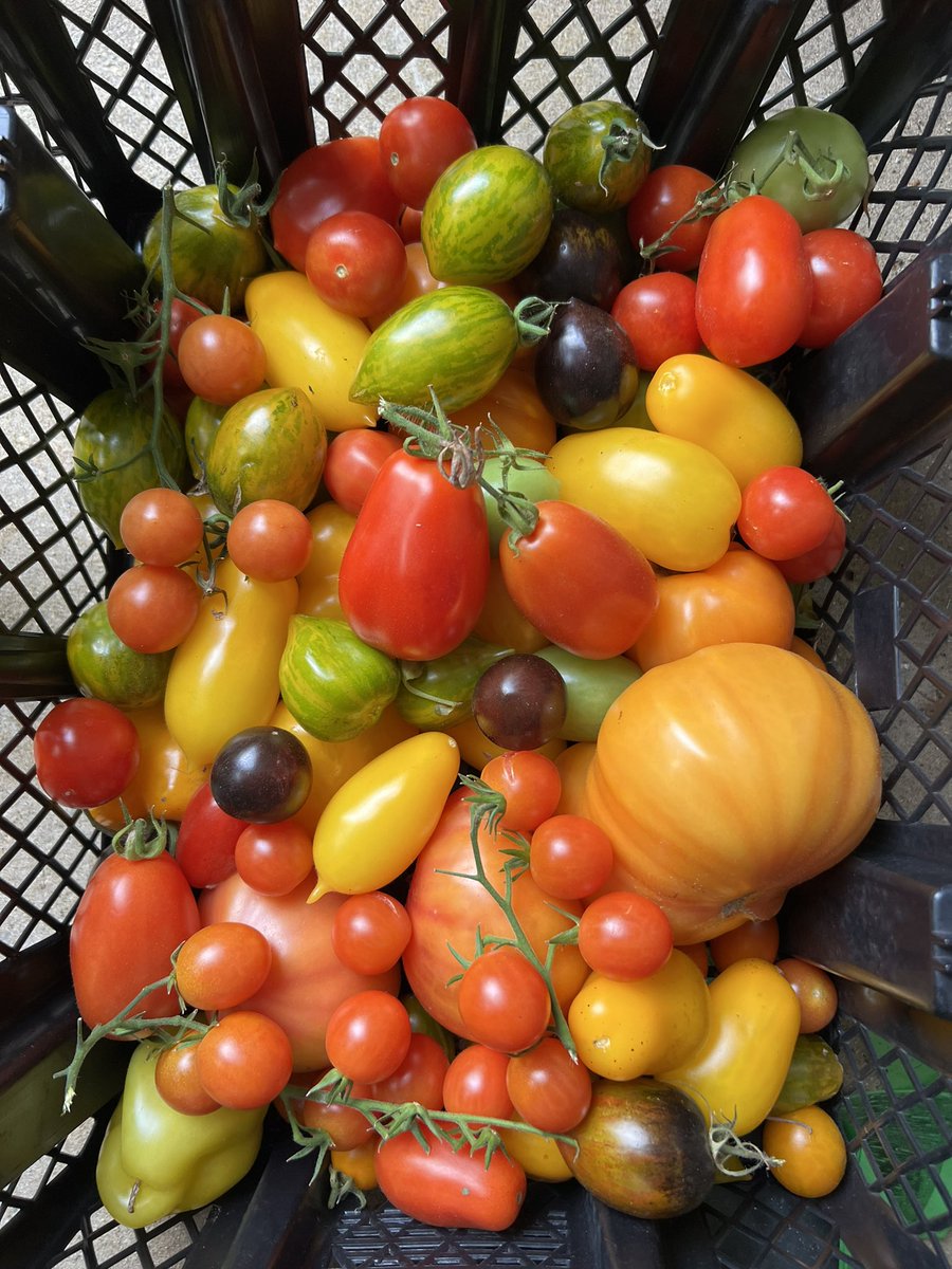 The last of our tomatoes