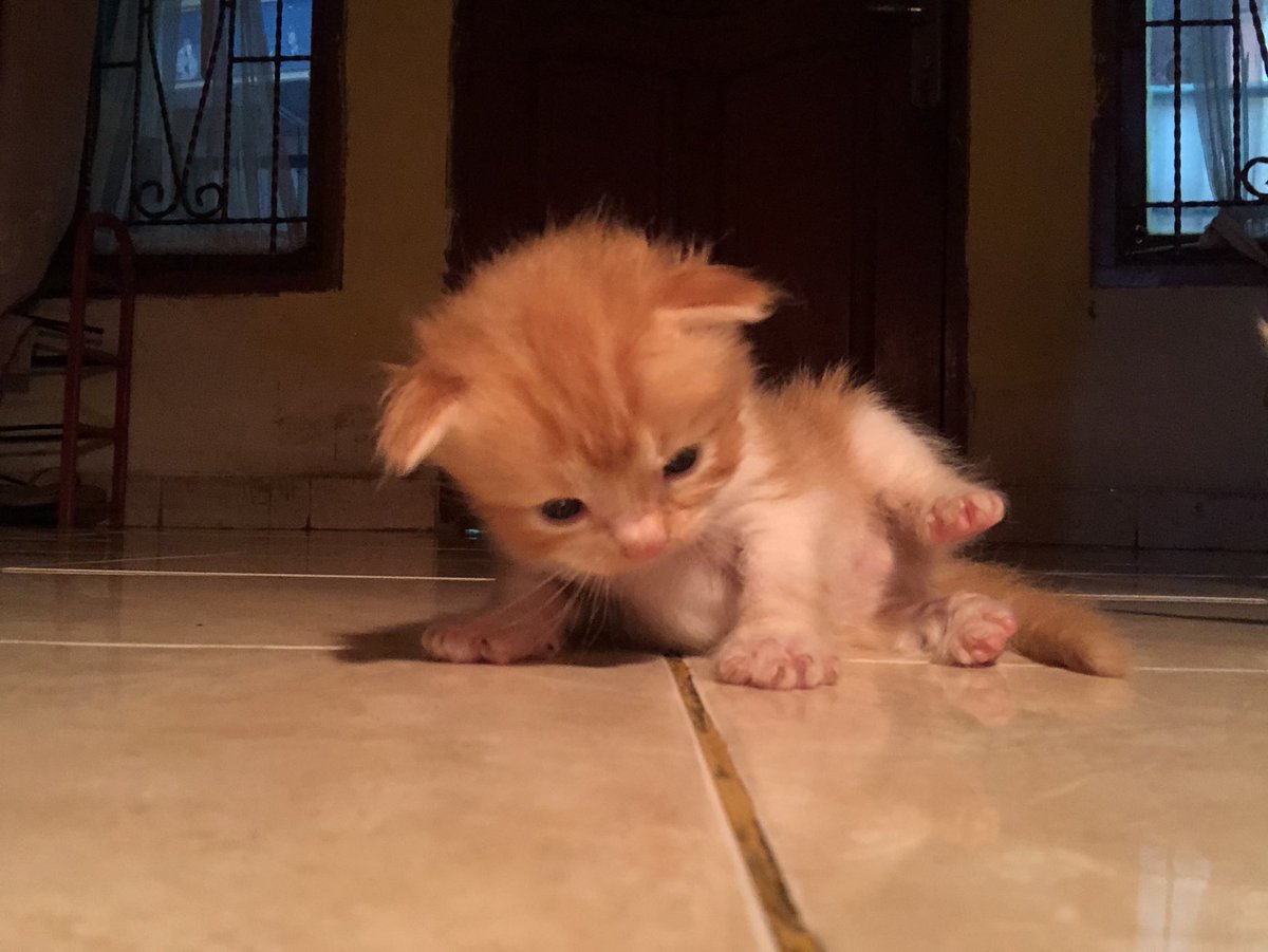 kochengfs's tweet image. 🐈‍⬛ anjas aku lg brikdens ges