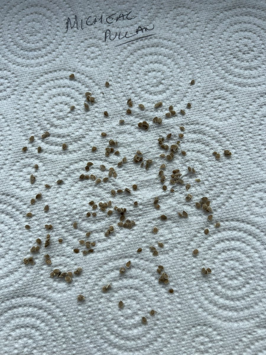 We have saved some seed from the best and tasty tomatoes from the class of 2022