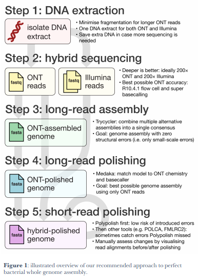 Preprint 'Assembling the perfect bacterial genome using Oxford Nanopore and Illumina sequencing' by 
<a href="/rrwick/">Ryan Wick</a> <a href="/JuddLmj/">Louise Judd</a> and @DrKatHolt preprints.scielo.org/index.php/scie…