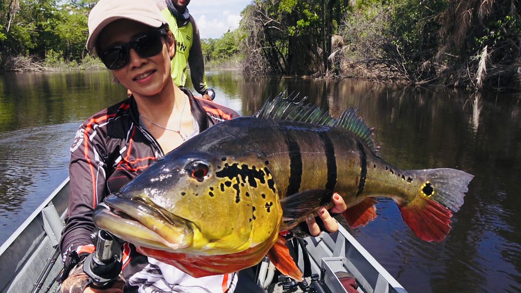rika_fishing's tweet photo. 自己記録更新！！
74cmでまだ目標の80オーバーには程遠いけど、後半も頑張ろ✌🏽😎🎣
#ブラジル #ネグロ川 https://t.co/IjImExxHEz