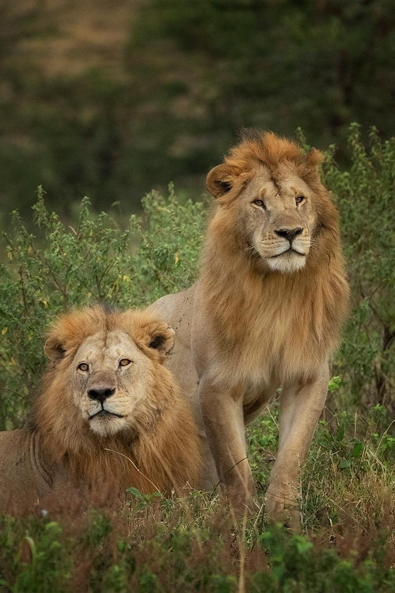 ARPAfricaTravel's tweet photo. Lions offer a pose in Maasai Mara National Reserve as viewed by a Pollman's Tours and Safaris driver-guide. #MagicalKenya #Pollmans #lions https://t.co/123vekuu3E