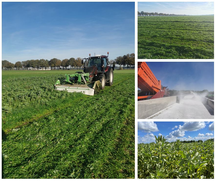 Na de veldbonenoogst in augustus zaaide melkveehouder Pedro van der Ven gras in. Bedoeld om de stikstof van de vlinderbloemigen vast te leggen en te benutten. Begin november oogstte hij een mooie grassnede. 
#stikstof #veldbonen #eiwittransitie #experiment #grasoogst #najaar