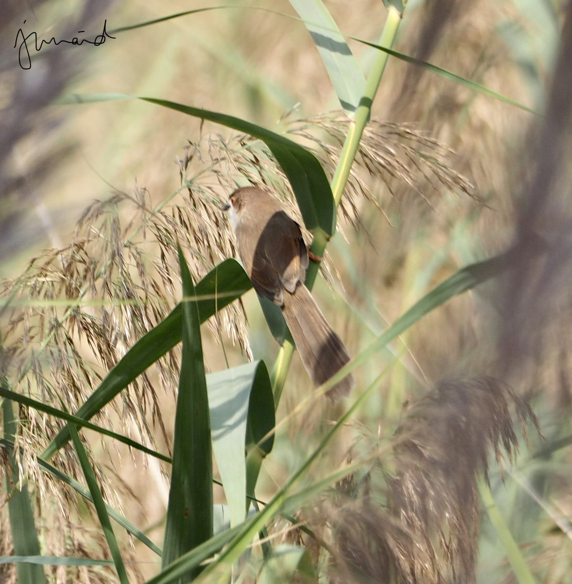 khan210174's tweet image. YELLOW-EYED BABBLER Chrysomma sinense #KALLARKAHAR  #october2020 #birdwatching #birdphotography #birds #birding #BirdTwitter @WWFPak #NatGeoEsp #natgeoindia #DiscoveryPlus #birdsofpakistan @orientbirdclub