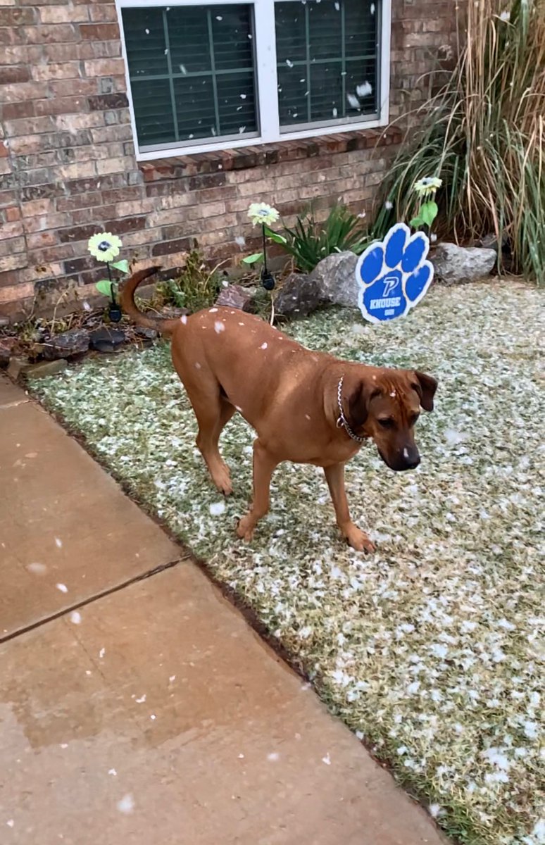 Punts_Gnomes's tweet photo. Our dog Indy enjoying a few snow flakes @emilyrsutton @kfor #okcsnow #snowfall #doglovers https://t.co/LEcClB054C