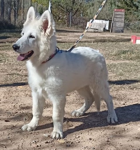 PASTOR BLANC SUÍS nascut el 26 de Juny - ESTÀ DISPONIBLE - Interessats trucar o per WhatsApp al 609920304 (Marta)