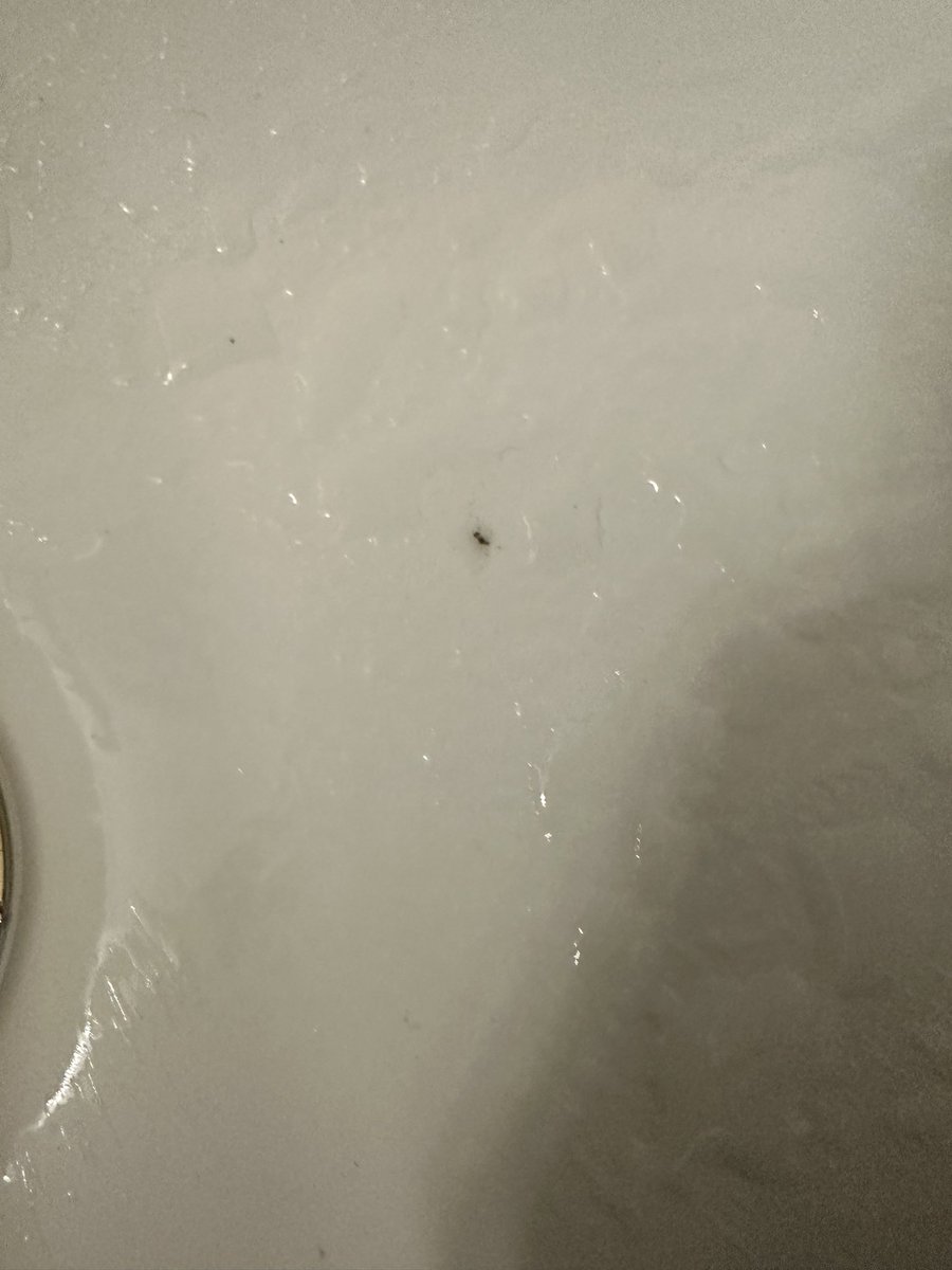 IamMoThompson's tweet photo. @Hyatt This is my current situation. How is it the @TheDriskill in Austin has ants in my bathroom??? https://t.co/w3oL0IpQMA
