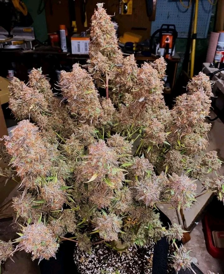 Chris91815221's tweet photo. Gorilla skittlez 🍁🔥 #Mmemberville #stonerfam https://t.co/AmxXr04kWh
