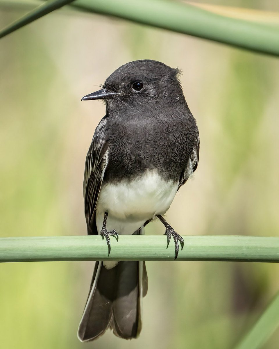 “Pond Sitting.” This Black Phoebe sits among the reeds in my friend Terry’s pond.