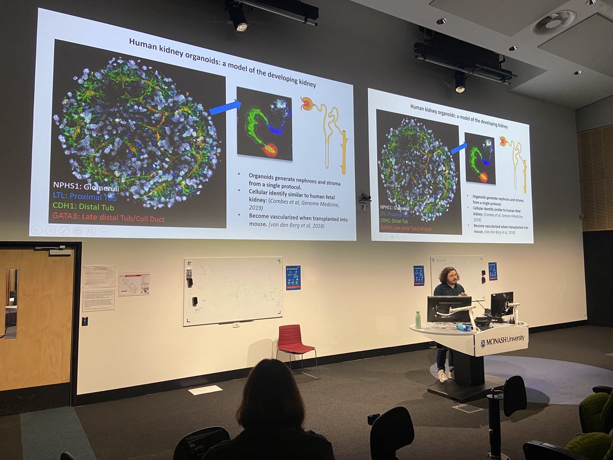 Another inspiring talk by ⁦<a href="/kynanlawlor/">Kynan Lawlor</a>⁩ on assessing and controlling variability in stem cell derived kidney organoids #MonashOrganoidSymposium