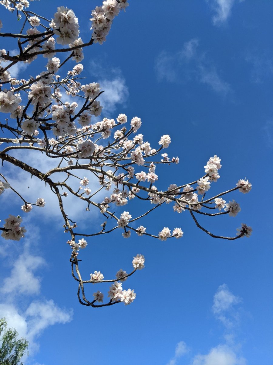 csiroDAP's tweet photo. Do you have a bee hive? How far away do you keep your hives from the plants you want pollinated? Distance matters, find out more from this almond pollination study
https://t.co/4R61hG7Td6 #OzPollinatorWeek (Image: @katykat) https://t.co/mMFTBfKj0p