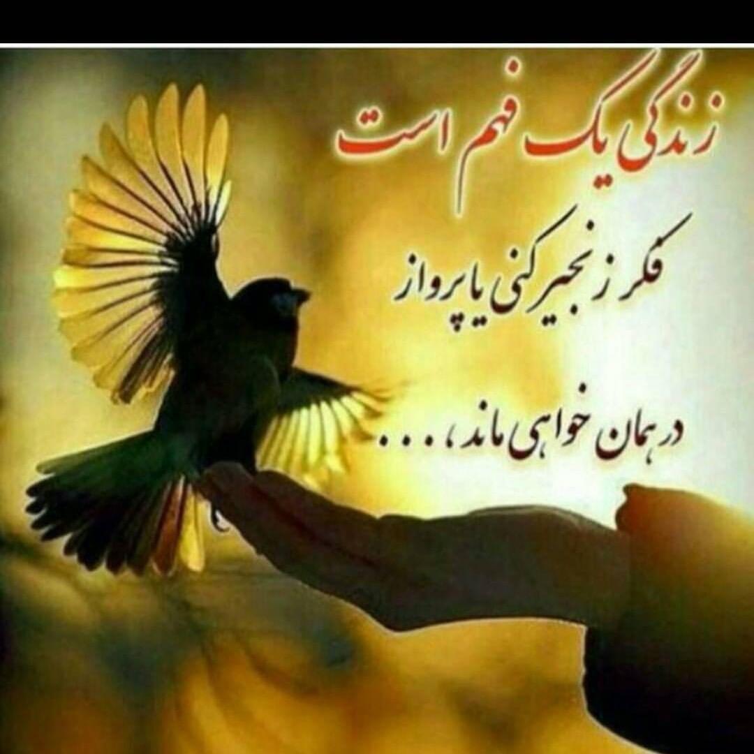 talayedar4's tweet image. #تصویرنمایه‌جدید