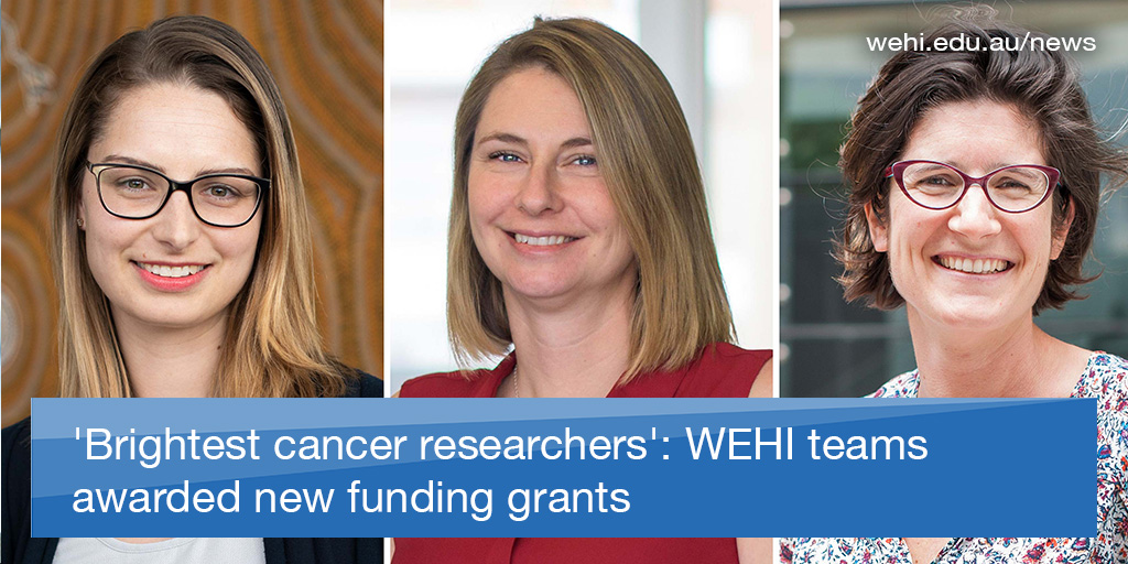 🙌 Congratulations to our incredible researchers who’ve been awarded 3/4 @CancerVic Venture Grants, a $1.9m initiative supporting the state’s brightest cancer researchers. (1/4) wehi.edu.au/news/brightest…