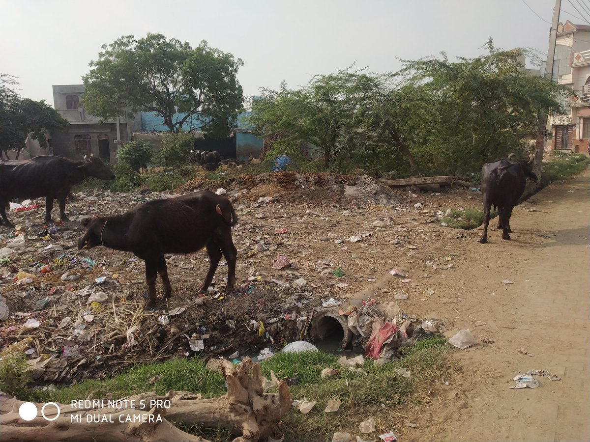 ankitk010196's tweet photo. @SwachhHaryana @SwaachBharat @cmohry @mlkhattar @DC_Rohtak @SwacchBharat Despite repeated request authority unable to resolve the issue. Representative who visit on site very arrogant and impatient and advises us to lost hope in this matter. As attached application. 
M-7015489537 https://t.co/J3E0IRC10d