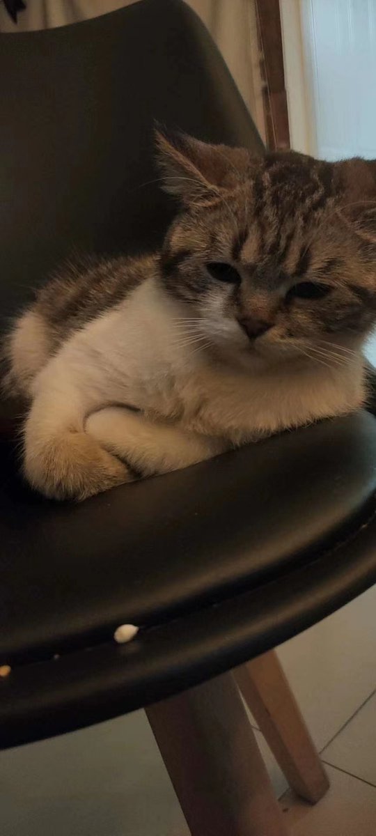 petpetloves's tweet photo. Annoying workdays🙃🙃🙃
#catlovers #kitten #kitty #meow #pet #cute #petpetloves #pussy #cat #catlovers #kitten #kitty #pet #pets #kittens #animals #catlove #animal #catsofinstagram #catstagram #instacat #petsofinstagram #kittensofinstagram #workdays #annoyingworkdays https://t.co/uG7ESzmrhk