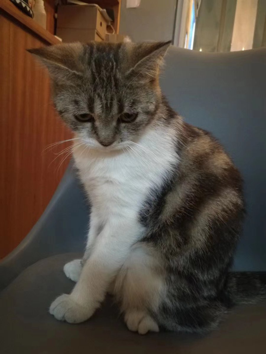 petpetloves's tweet photo. Annoying workdays🙃🙃🙃
#catlovers #kitten #kitty #meow #pet #cute #petpetloves #pussy #cat #catlovers #kitten #kitty #pet #pets #kittens #animals #catlove #animal #catsofinstagram #catstagram #instacat #petsofinstagram #kittensofinstagram #workdays #annoyingworkdays https://t.co/uG7ESzmrhk