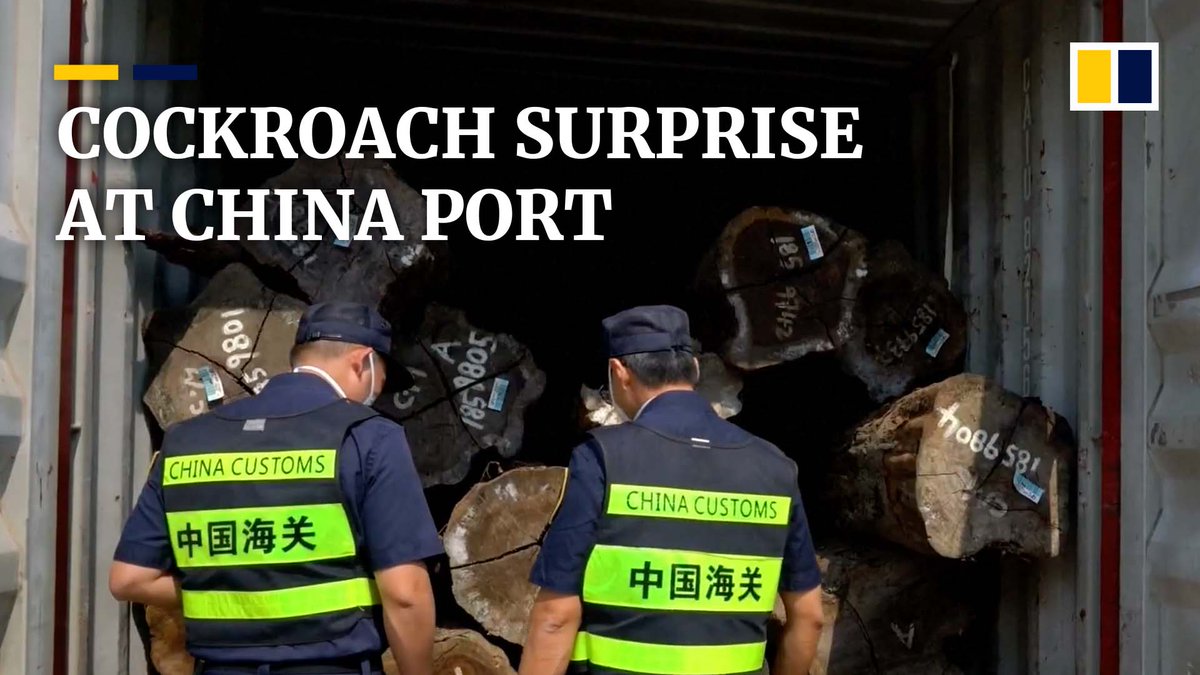 Chinese customs officers discovered new cockroach species in a surprise