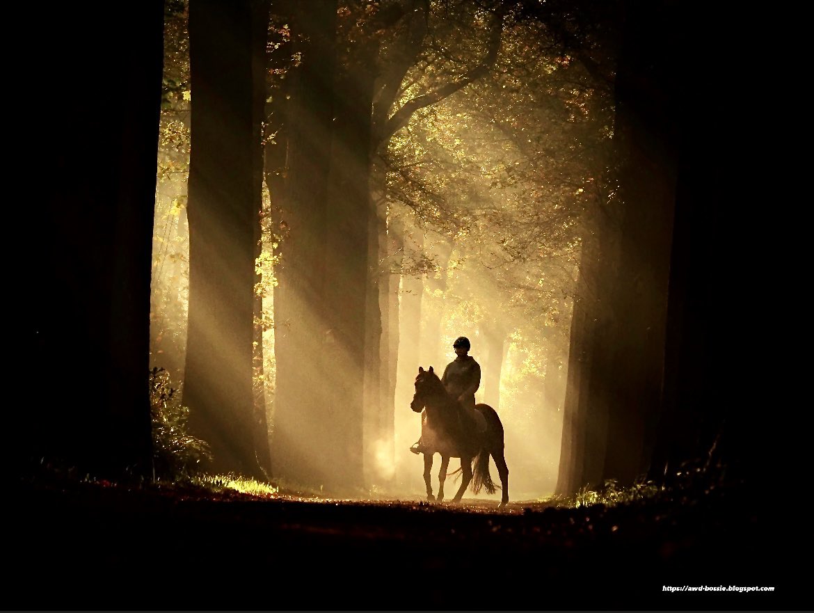 awdbossie's tweet image. Goedemorgen 🍂

De nacht sluipt weg de lucht verbleekt
De schimmen vluchten zwijgend
En aan de verre horizon
Begint de zon te stijgen
En daar trekt uit de nevel op
De klaarte van de dageraad
Met in zijn schoot geborgen
De zotte morgen (Zjef Vanuytsel)
#awdbossie #awd #herfst