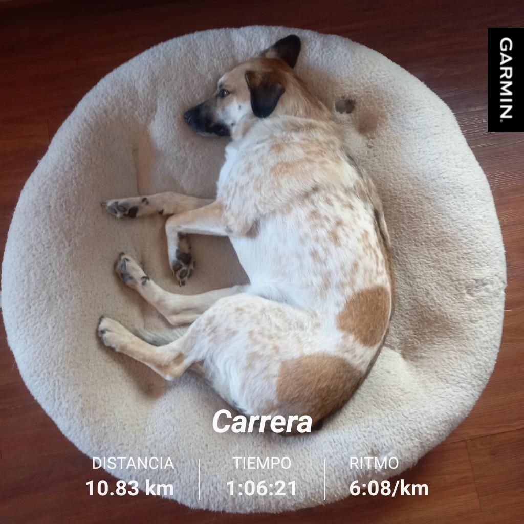 alexvindiola's tweet photo. Así termino el Lunes después de 10.83 Km recorridos en 1 hr 6 min #running #RunningMan #runners #garmin #YoElegiCorrer #RunToMe https://t.co/VPHnD90Hid