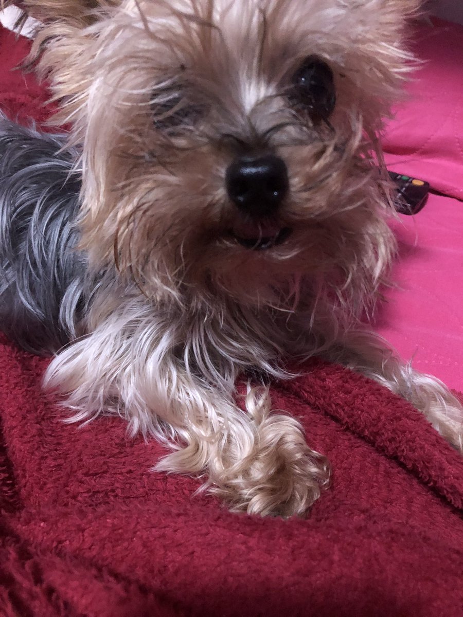 sophienini_'s tweet photo. È il mio compleanno. Oggi compio 6 anni. Tanti auguri a me❤️ #DogOfTwitter https://t.co/t1M7T4pV5J