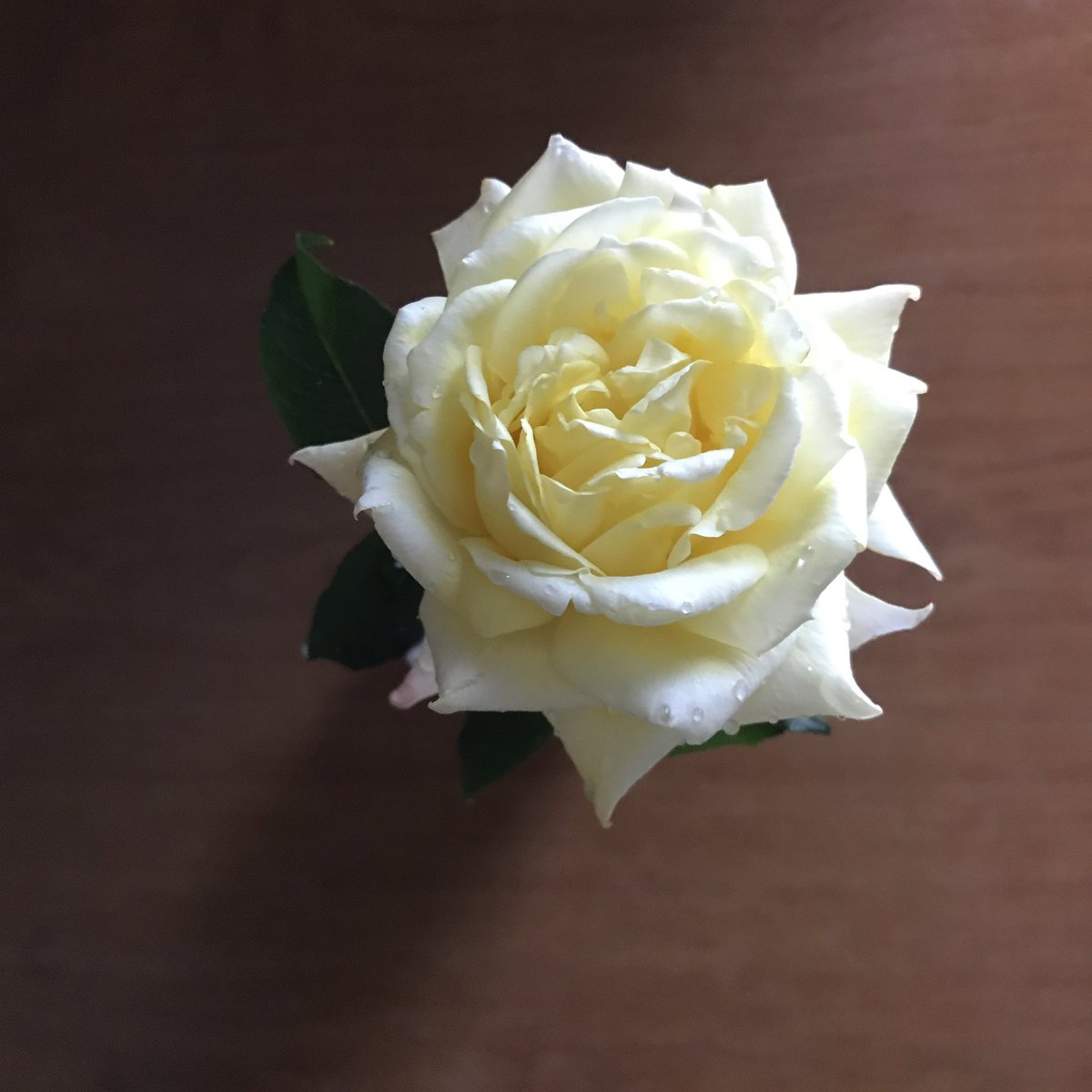 書くことで死なずに済んだ詩じゃないと生きるあなたの役に立たない