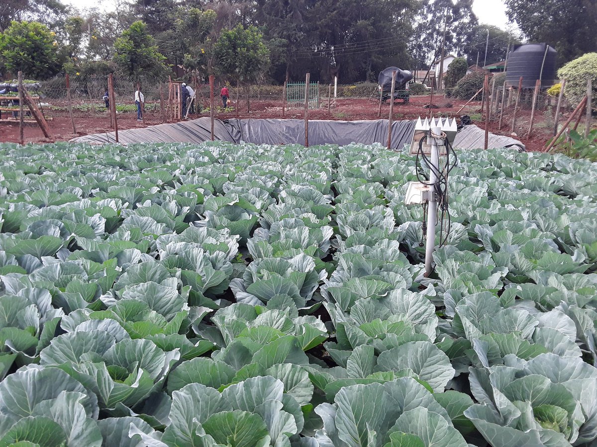 ephynash's tweet photo. Much development on the preparation of the Narl field day 9th and 10th December.#tukutanenarlfieldday
@kalromkulima @npckkenya @rootooba @DrEstherCdnarl https://t.co/RwPjNuZhpM