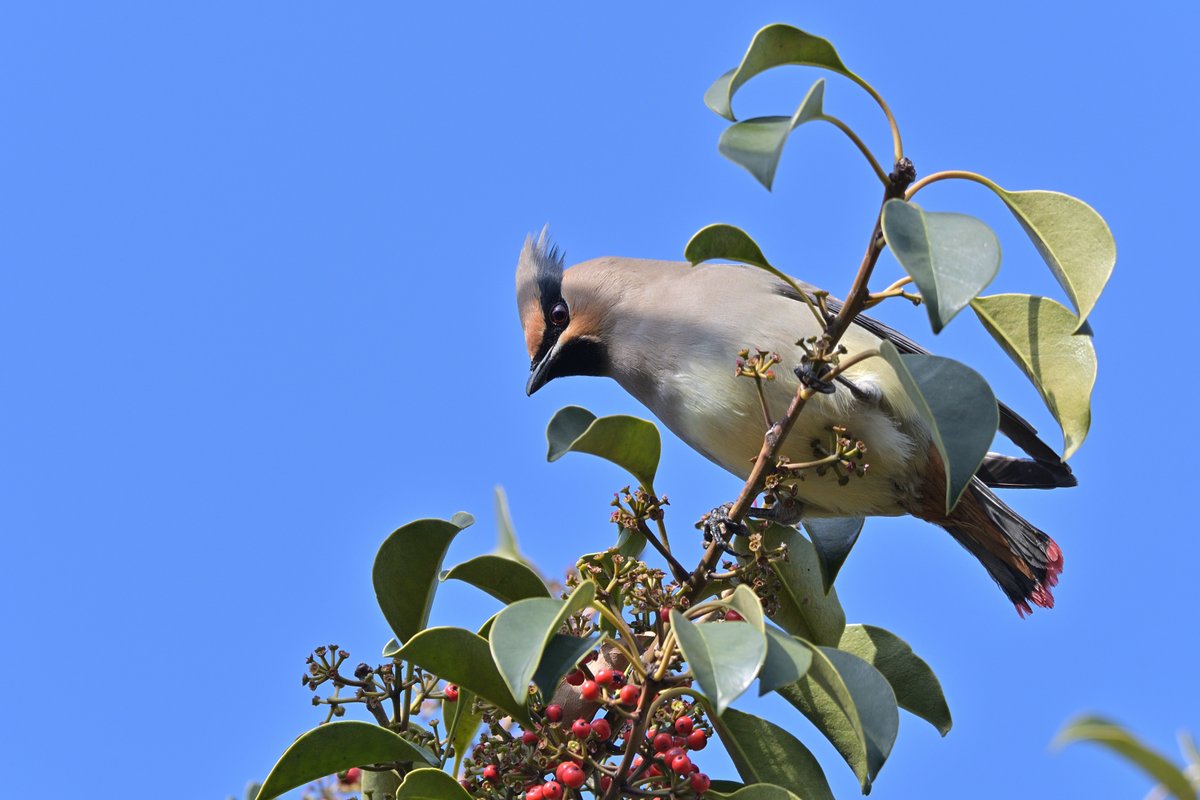 Tosh＠よろず屋 tweet media