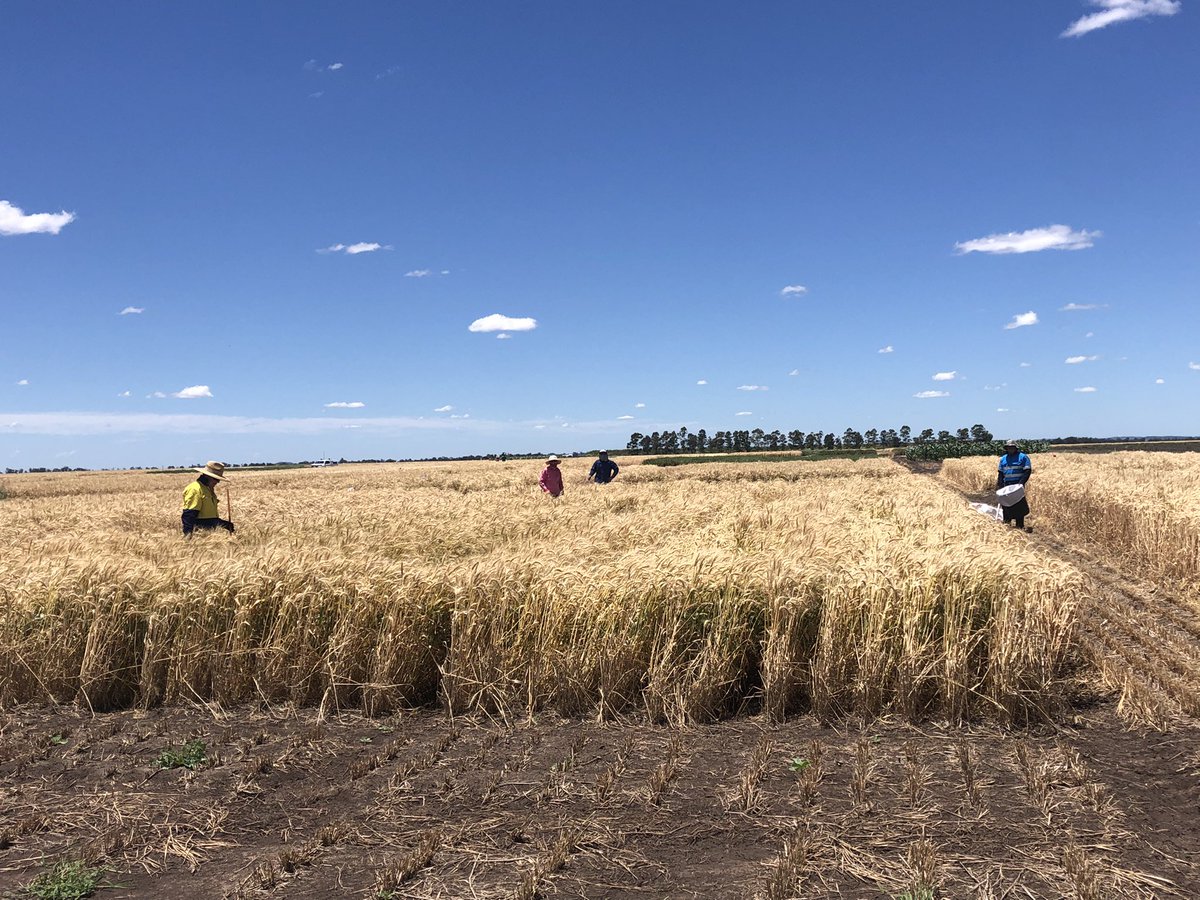 Top effort from the @DAFQld and <a href="/CSIRO/">CSIRO</a> team today - 176 quadrat cuts for wheat crop biomass at Pampas farming systems experiment #FarmingSystemsNorth. Some notable differences due to crop history and N strategy.