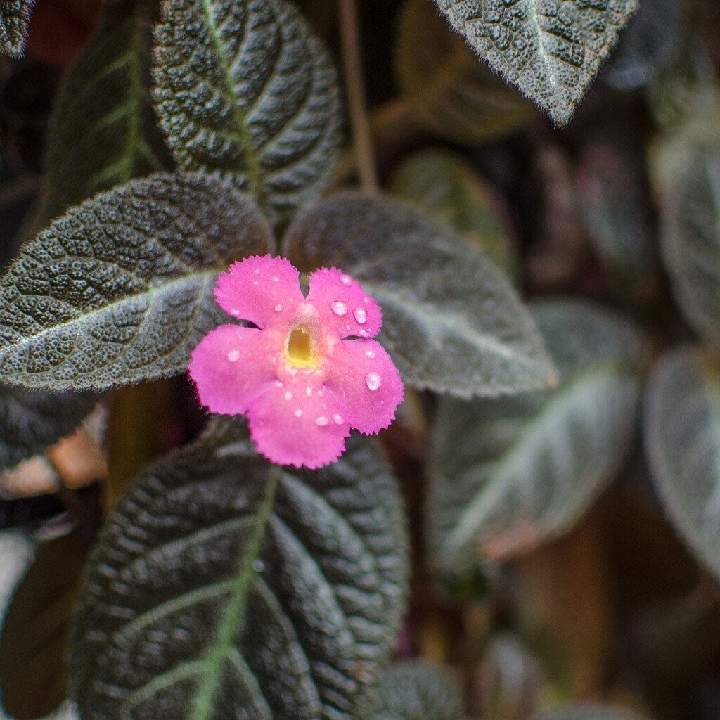 BomboraLodge's tweet photo. "Just living is not enough. One must have sunshine, freedom, and a little flower."
Hans Christian Andersen
#nature #hanschristianandersen #littleflower #cairns #cairnsbotanicgardens #farnorthqueensland #tropics #naturephoto #small #perfectlyformed #perf… https://t.co/V6sG85iNN4 https://t.co/PzCnvKv4vz