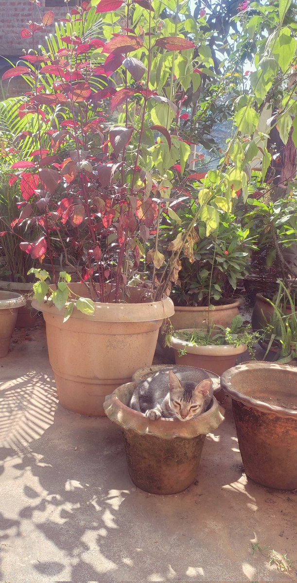 qaynaat_t's tweet photo. #thereisnocatinthisimage and there are no flowers bc hush spring naps #CatsOnTwitter #cat https://t.co/V3Pk1BjIeT