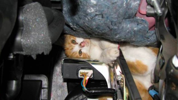 ATOMEE__'s tweet photo. Au vu des températures qui descendent, c'est le moment de rappeler que certains chats ont tendance à se nicher dans le capot des voitures ou sur les roues afin de se mettre au chaud.  ❄️🐱

Soyez prudent, n'hésitez pas à tapoter le capot avant de démarrer ! https://t.co/bZdhHX2e5Z