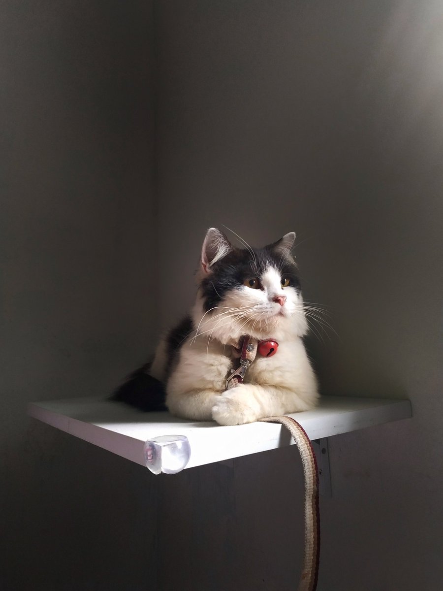 basukitheboss's tweet photo. They say cats won't go to heaven, but Suki is there right now.
Farewell Suki, I'm sorry you had to go through all that pain.
You are safe now, pain free and happy in your new playground.
Thank you for the wonderful three years. 
I love you the most, always 🥀 https://t.co/jSRxdLumL4