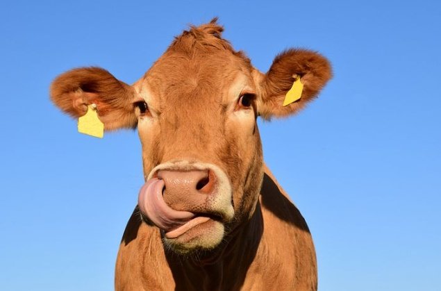 Zimpapers Agriculture Journal (@zimpapersaj) on Twitter photo Top of the morning cattle farmers. Did you know: If a beast of cattle is fed 12 kilogrammes of cotton meal and 40 litres of water, then it increases weight by between 2 – 2,5kg per day <a href="/ZAGPGoats_Pigs/">VALUE Consortium</a> <a href="/NationalKraal/">National Kraal</a> Top of the morning cattle farmers. Did you know: If a beast of cattle is fed 12 kilogrammes of cotton meal and 40 litres of water, then it increases weight by between 2 – 2,5kg per day <a href="/ZAGPGoats_Pigs/">VALUE Consortium</a> <a href="/NationalKraal/">National Kraal</a>