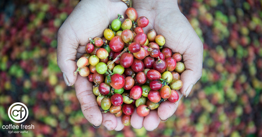Coffee_Fresh's tweet photo. Er zijn meerdere methodes om #koffiebessen te oogsten. Koffieboeren kunnen kiezen voor een handgeplukte of een machinale oogst. De keuze zal invloed hebben op de koffiekwaliteit, de productiekosten, het milieu en de sociale impact? Wat het beste is? 

https://t.co/5tLIgqDO58 https://t.co/Mh4p8DXinI