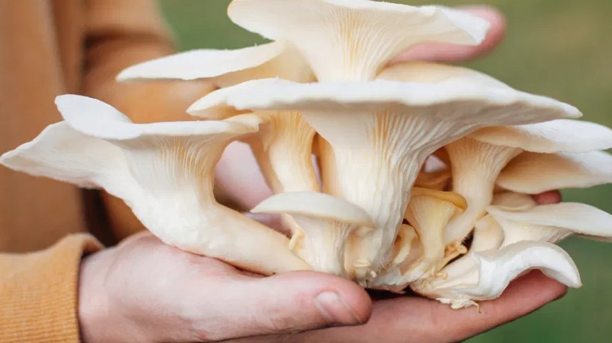 AajKiKhabarNews's tweet image. बड़ी खोज.. मशरूम की स्किन से बनेंगे कंप्यूटर चिप, दुनिया में कम होगा इलेक्ट्रॉनिक वेस्ट .
#science #mashroom #computercheap #electronic #news #aajkikhabar