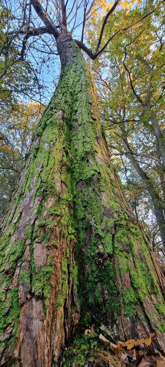 DandelionAppre1's tweet photo. Happy #thicktrunktuesday loved being in the woods at the weekend, this tree is wearing a rather fetching moss layer. #TreeClub #trees https://t.co/FNpz81SuM2