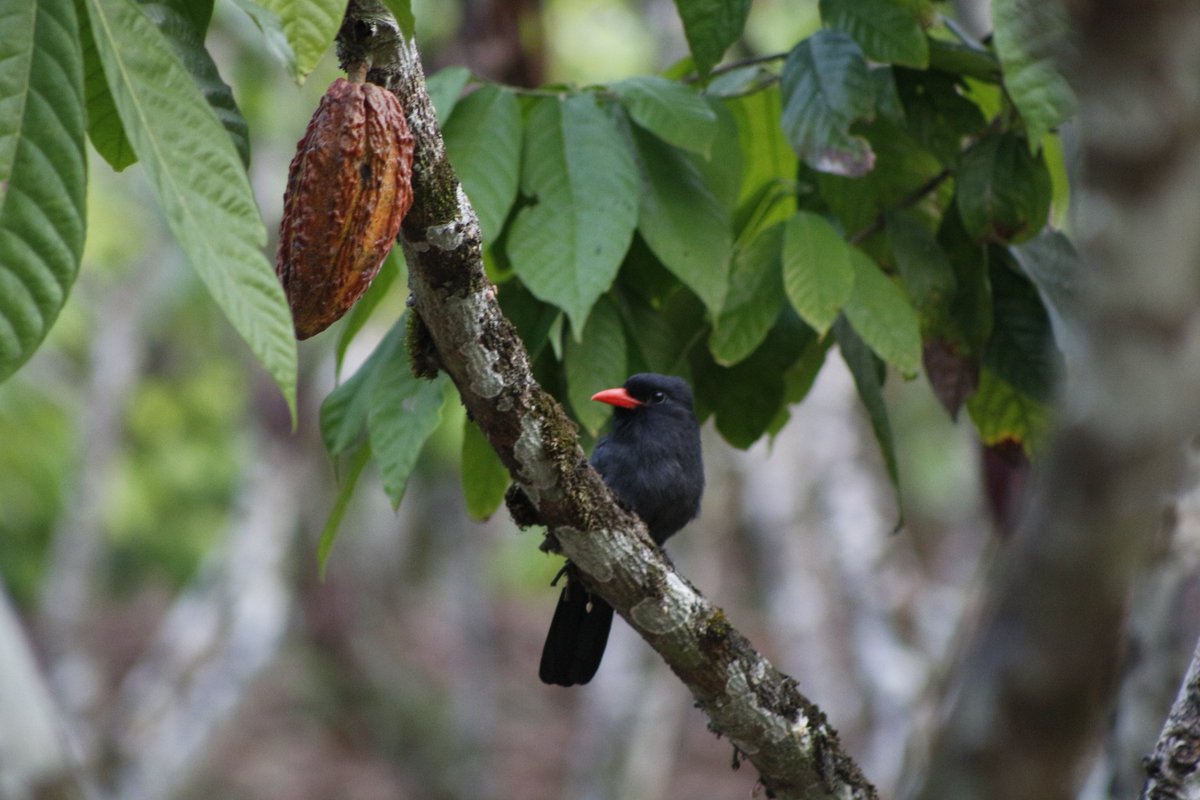 CALL 📢 We offer two MSc theses in each of our projects #ECOOLIVES &amp; #ECOCACAO!

It's all about conservation and ecosystem service management of birds, bats and arthropods in these fascinating agroforestry systems
🐦🦇🌳🕷️🐜

PLS RT &amp; see more here 👇
bdc.univie.ac.at