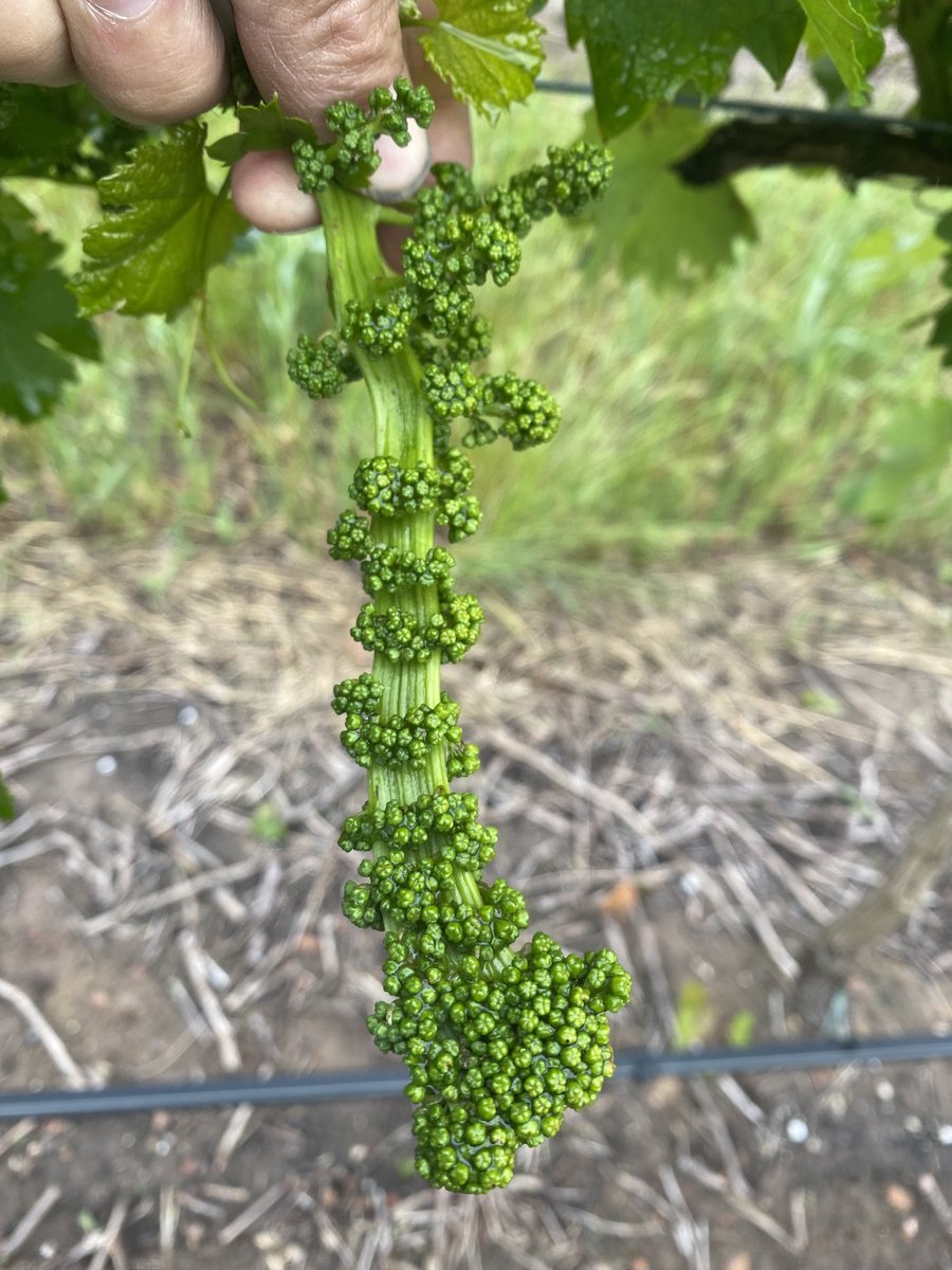 Steve Schiller tweet media