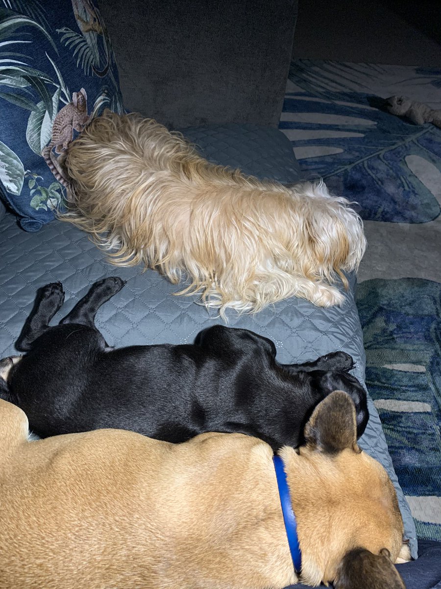 Miss Bee Haven of Banham tweet media